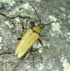 Stictoleptura rubra
